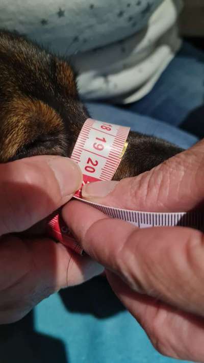 Wie sitzt mein Maulkorb / Maulkorb-Beratung-Beitrag-Bild