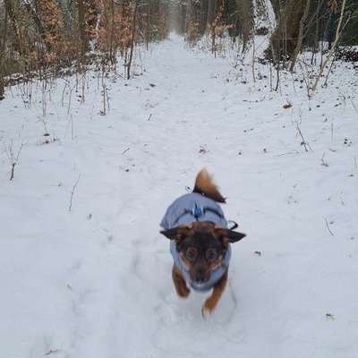 TierschutzhundeStammtisch🐕-Beitrag-Bild