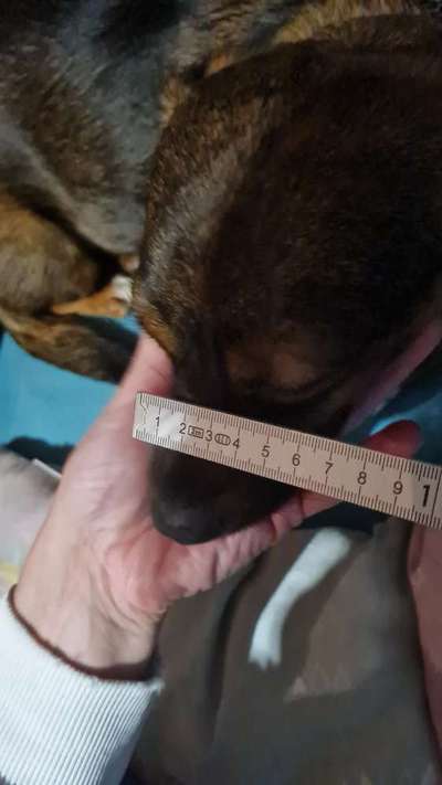 Wie sitzt mein Maulkorb / Maulkorb-Beratung-Beitrag-Bild