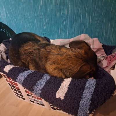 TierschutzhundeStammtisch🐕-Beitrag-Bild