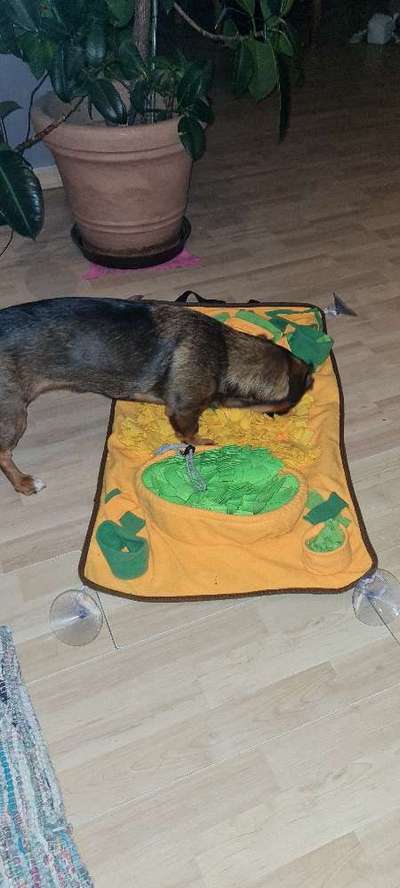 TierschutzhundeStammtisch🐕-Beitrag-Bild