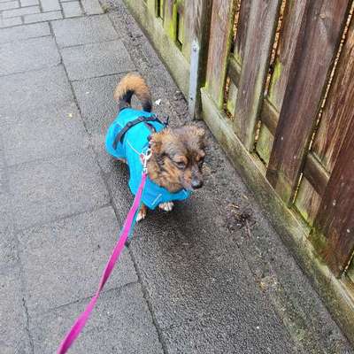 TierschutzhundeStammtisch🐕-Beitrag-Bild