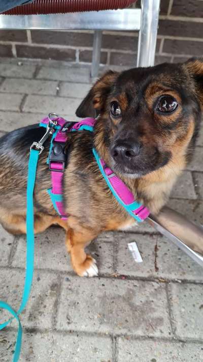 TierschutzhundeStammtisch🐕-Beitrag-Bild