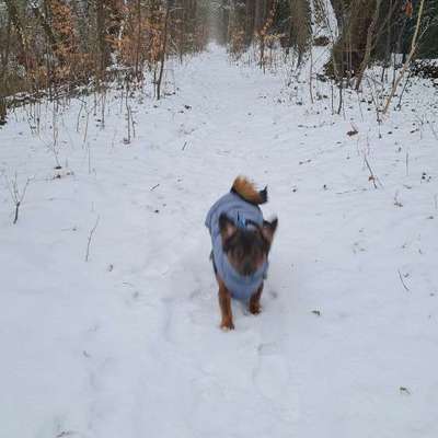 TierschutzhundeStammtisch🐕-Beitrag-Bild