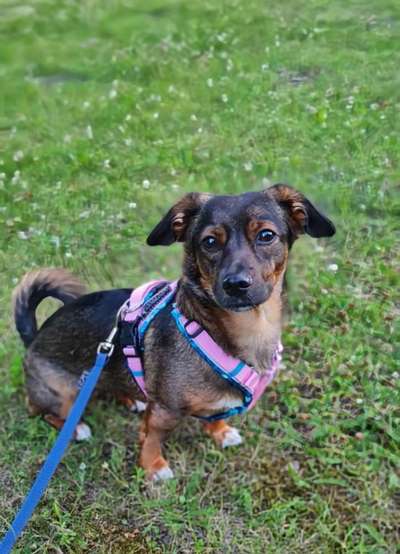 Wie kamst du zu deinem Hund?-Beitrag-Bild