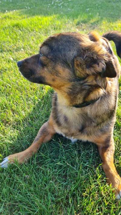 TierschutzhundeStammtisch🐕-Beitrag-Bild