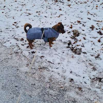 TierschutzhundeStammtisch🐕-Beitrag-Bild