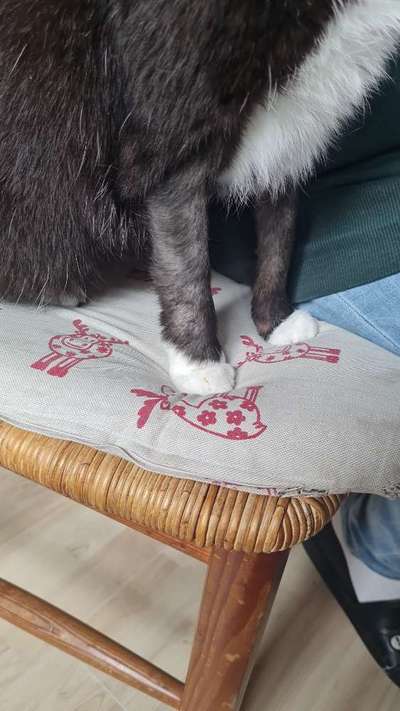 TierschutzhundeStammtisch🐕-Beitrag-Bild