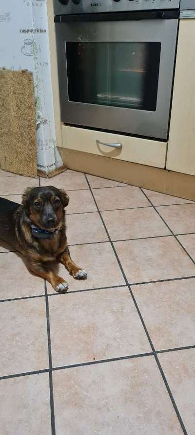 TierschutzhundeStammtisch🐕-Beitrag-Bild