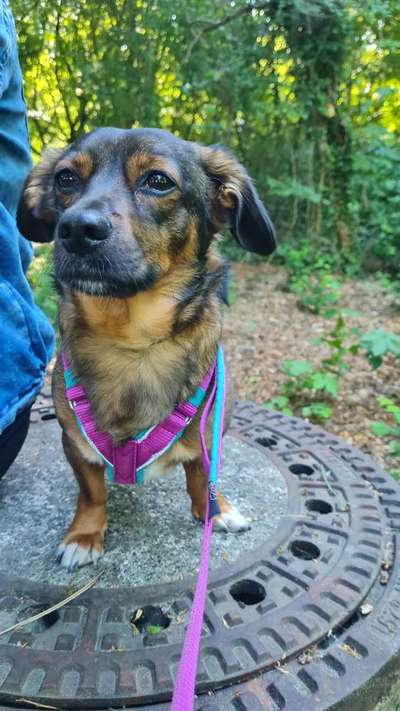 TierschutzhundeStammtisch🐕-Beitrag-Bild