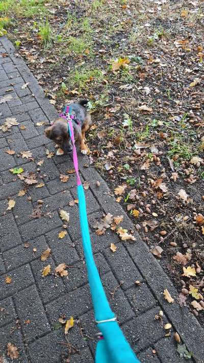 TierschutzhundeStammtisch🐕-Beitrag-Bild