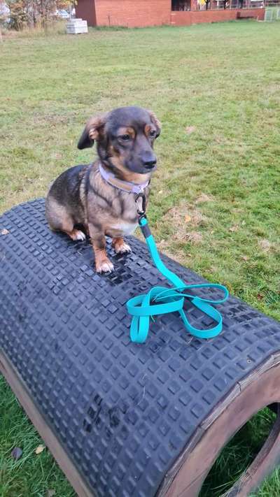 TierschutzhundeStammtisch🐕-Beitrag-Bild