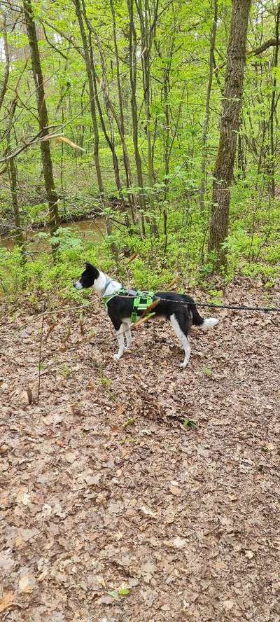 TierschutzhundeStammtisch🐕-Beitrag-Bild