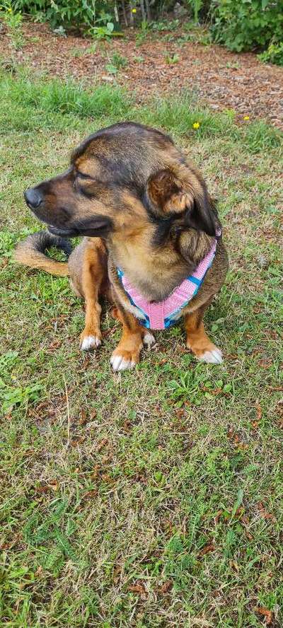 TierschutzhundeStammtisch🐕-Beitrag-Bild