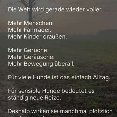 TierschutzhundeStammtisch🐕-Beitrag-Bild