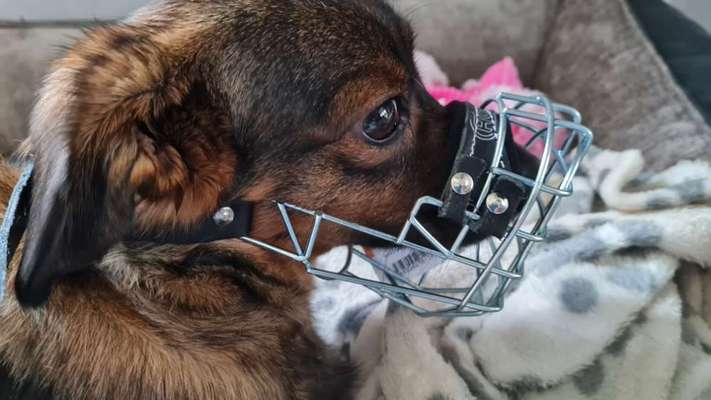 TierschutzhundeStammtisch🐕-Beitrag-Bild