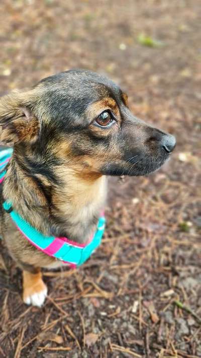 TierschutzhundeStammtisch🐕-Beitrag-Bild