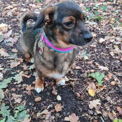 TierschutzhundeStammtisch🐕-Beitrag-Bild