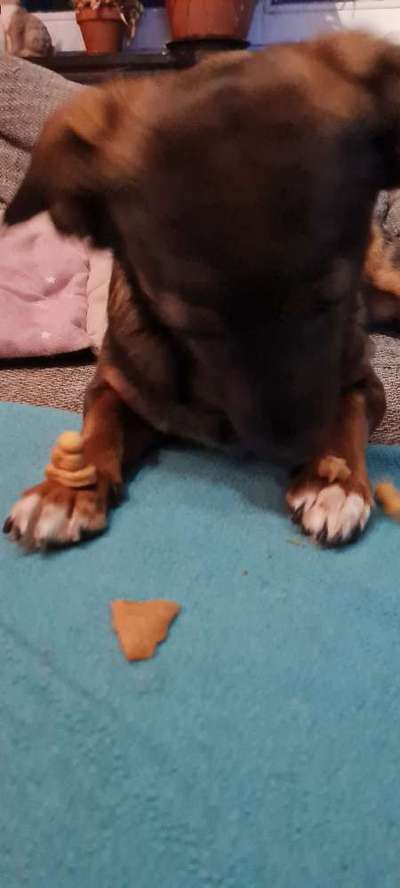 TierschutzhundeStammtisch🐕-Beitrag-Bild