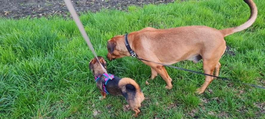 TierschutzhundeStammtisch🐕-Beitrag-Bild