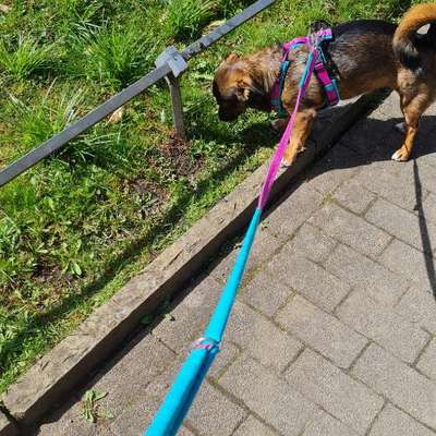 TierschutzhundeStammtisch🐕-Beitrag-Bild