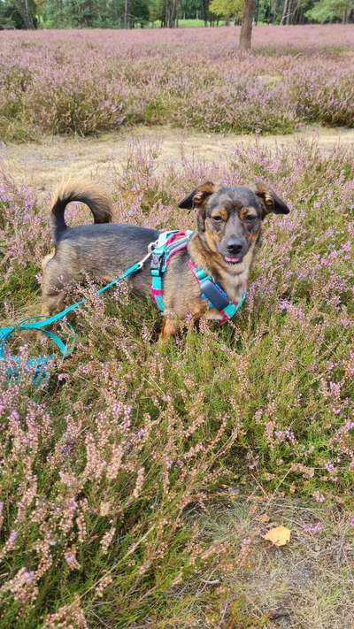 TierschutzhundeStammtisch🐕-Beitrag-Bild