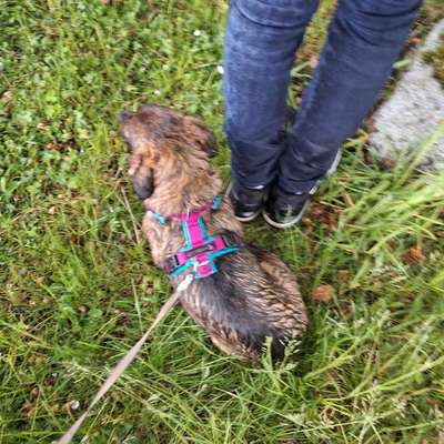 TierschutzhundeStammtisch🐕-Beitrag-Bild