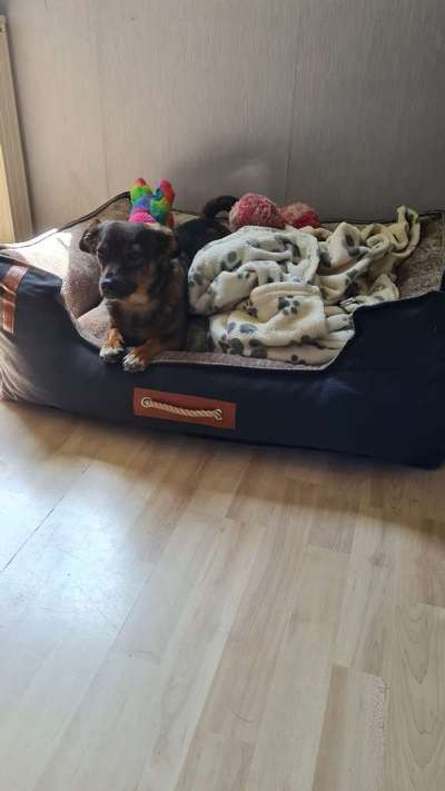 TierschutzhundeStammtisch🐕-Beitrag-Bild