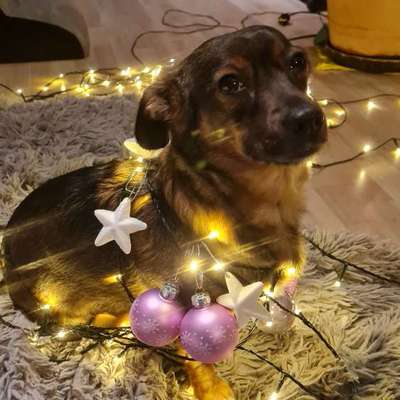 TierschutzhundeStammtisch🐕-Beitrag-Bild