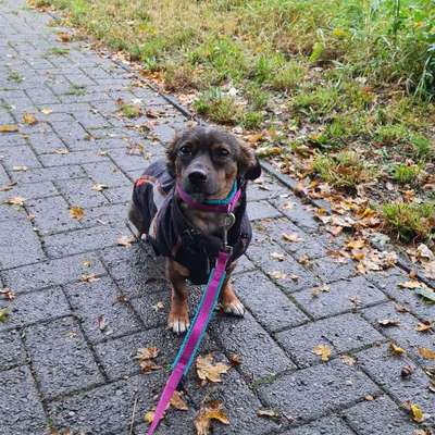 TierschutzhundeStammtisch🐕-Beitrag-Bild