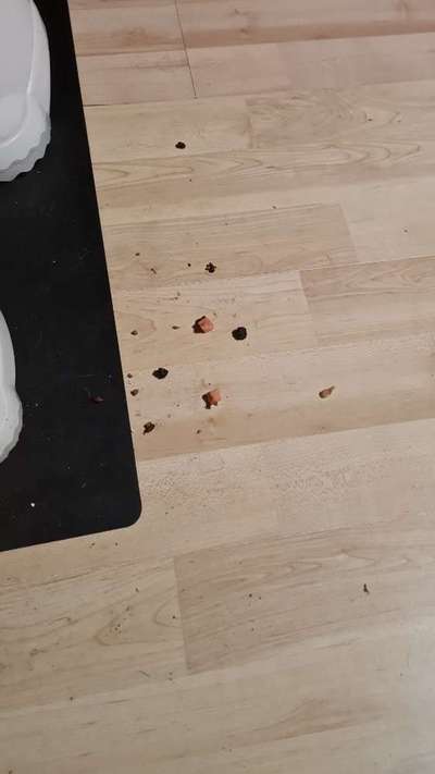 TierschutzhundeStammtisch🐕-Beitrag-Bild