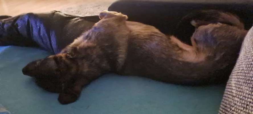 TierschutzhundeStammtisch🐕-Beitrag-Bild