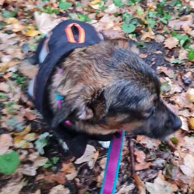 TierschutzhundeStammtisch🐕-Beitrag-Bild