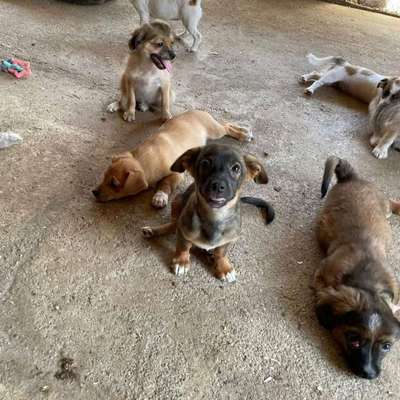 TierschutzhundeStammtisch🐕-Beitrag-Bild