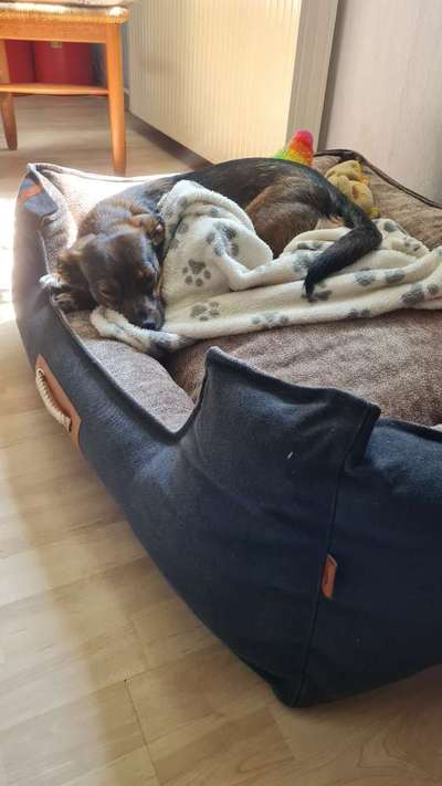 TierschutzhundeStammtisch🐕-Beitrag-Bild