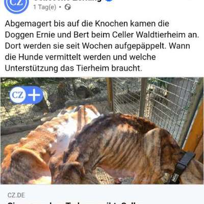 Was haben wir aus dem Hund gemacht?-Beitrag-Bild