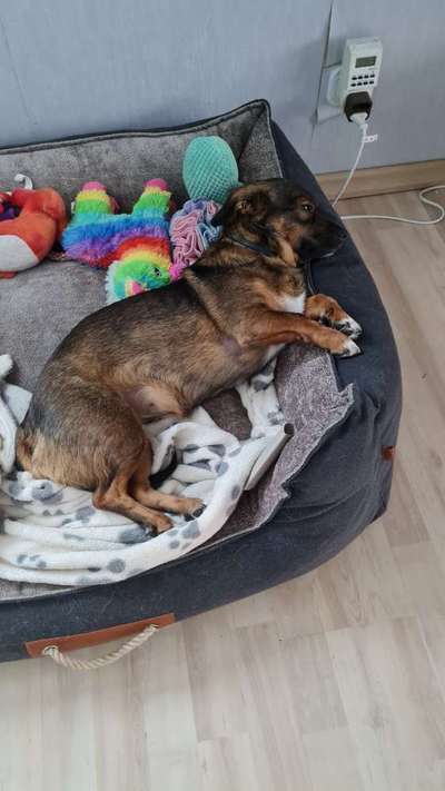 TierschutzhundeStammtisch🐕-Beitrag-Bild