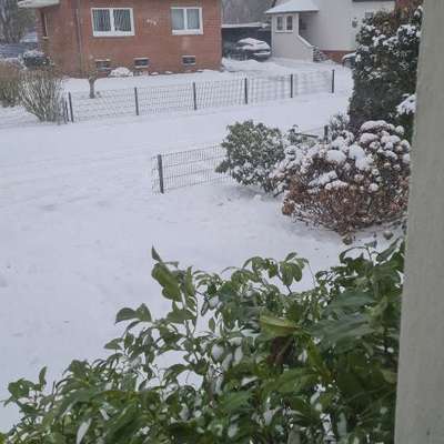 TierschutzhundeStammtisch🐕-Beitrag-Bild