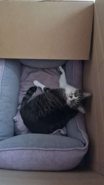 TierschutzhundeStammtisch🐕-Beitrag-Bild