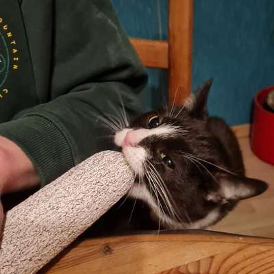 TierschutzhundeStammtisch🐕-Beitrag-Bild