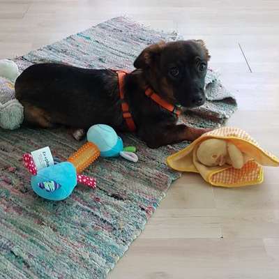 TierschutzhundeStammtisch🐕-Beitrag-Bild