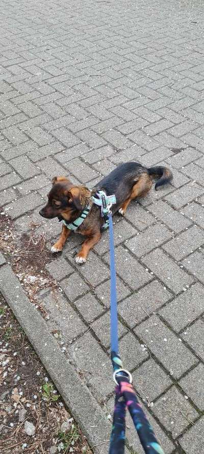 TierschutzhundeStammtisch🐕-Beitrag-Bild