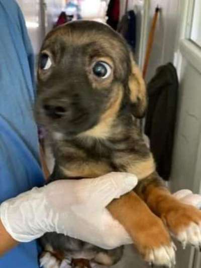 TierschutzhundeStammtisch🐕-Beitrag-Bild