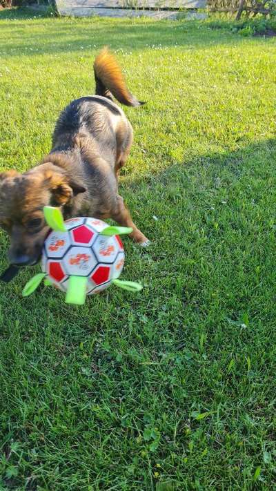 TierschutzhundeStammtisch🐕-Beitrag-Bild