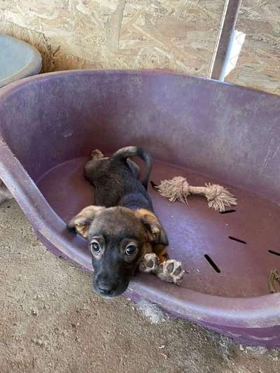 TierschutzhundeStammtisch🐕-Beitrag-Bild