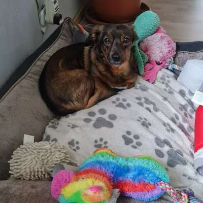 TierschutzhundeStammtisch🐕-Beitrag-Bild