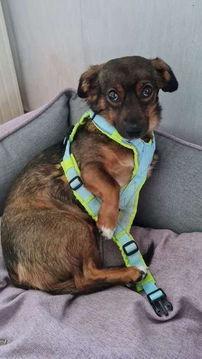 TierschutzhundeStammtisch🐕-Beitrag-Bild