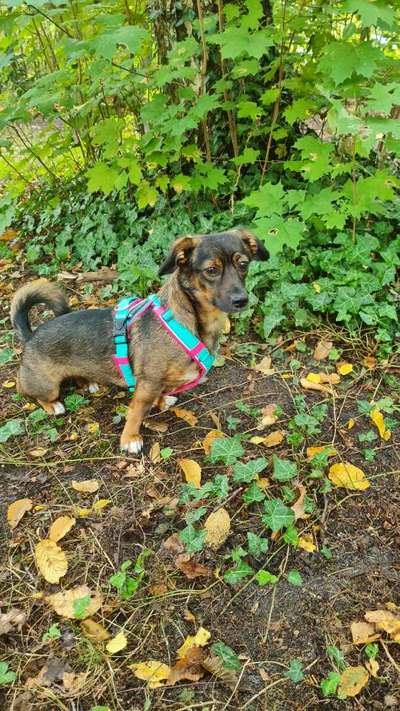 TierschutzhundeStammtisch🐕-Beitrag-Bild