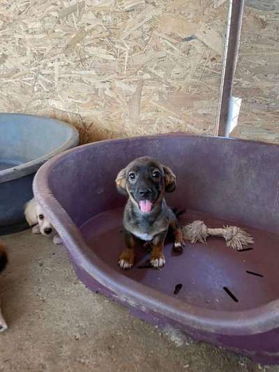 TierschutzhundeStammtisch🐕-Beitrag-Bild