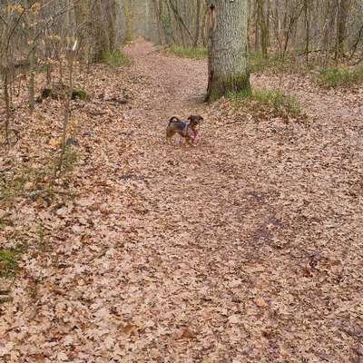 Leinenpflicht – nervige Einschränkung oder sinnvoller Schutz?-Beitrag-Bild